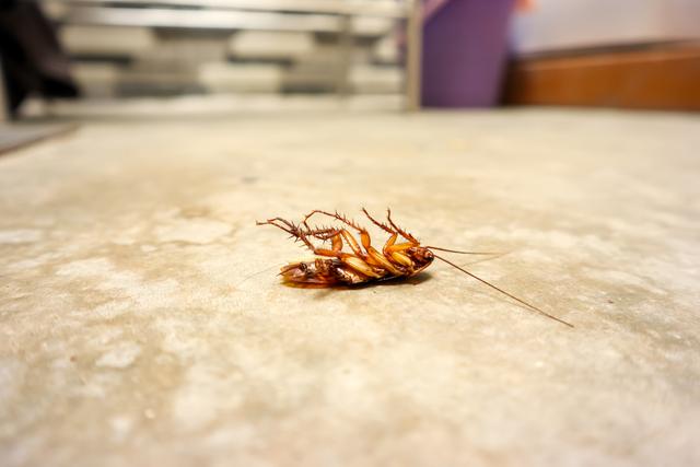 当餐饮店内已经出现了蟑螂该怎么消杀?